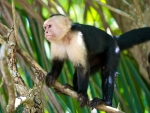 Capuchin Monkey