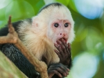 Capuchin Monkey