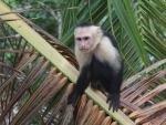 Capuchin Monkey