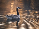 Canadian Goose