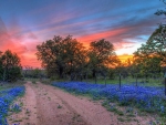 Road to Sunset, Blanco County, Texas
