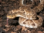 Fer De Lance Pit Viper