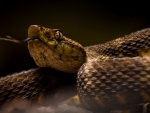 Fer De Lance Pit Viper