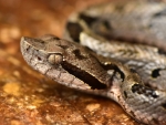 Fer De Lance Pit Viper