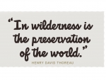 In the Wilderness Quote
