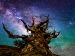 Milky Way over the Bristlecone Pine, California