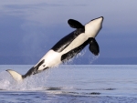 Killer Whale