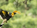 Great Hornbill