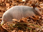 Nine Banded Armadillo