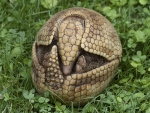 Three Banded Armadillo