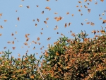 migration of monarch butterflies