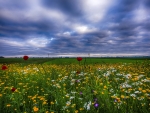 field of flowers