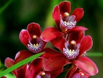 orchids