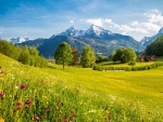 ALPS with BLOOMING MEADOWS in SPRING