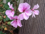 Geranium