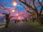 Cherry Blossoms in Iwakuni Japan