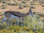 Springbok