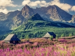 FLOWERS and COTTAGES in GASIENICOWA VALLEY at SUMMER