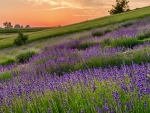 BLOOMING LAVENDER FIELDS at SUMMER SUNRISE from POLAND