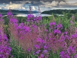 SUMMER LANDSCAPE with a RIVER and CLOUDY SKY BEHIND BLOOMING CHAMERION ANGUSTFIOLIUM