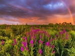 SUMMER LANDSCAPE with RAINBOW at SUNSET over WILDLFOWERS