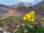 Alpine Flowers in the Elk mountains near Aspen, Colorado
