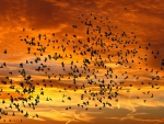 Birds at Sunset