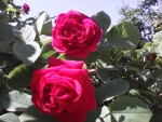 Red roses