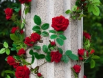 Delicate red roses