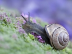 Snail