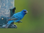 Indigo Bunting