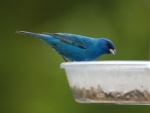 Indigo Bunting