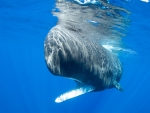 Sperm Whale