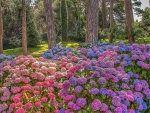 Hydrangea forest