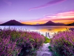 Lavender Lane to the Lake Atitlan in Guatemala