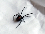 Black Widow