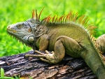 Iguana
