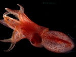 Humboldt Squid