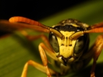Wasp