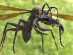 Warrior Wasp
