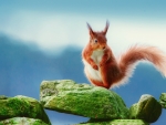 Red Squirrel