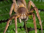 Brazilian Wandering Spider