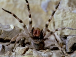 Brazilian Wandering Spider