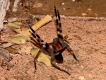 Brazilian Wandering Spider