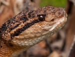 Bushmaster Snake
