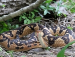 Bushmaster Snake