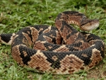 Bushmaster Snake