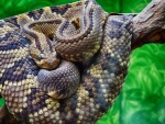 Rattlesnake