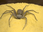 Six Eyed Sand Spider