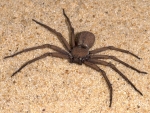 Six Eyed Sand Spider